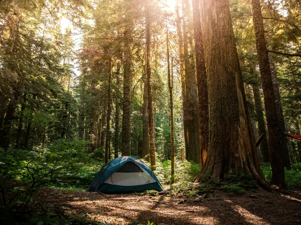 A blue tent beneath tall evergreen trees in warm afternoon light; camping inspiration.