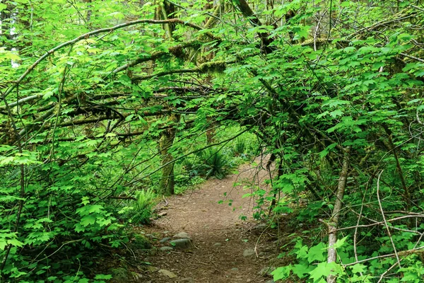 A woodland trail beneath leafy branches and moss-covered trees; walking inspiration.
